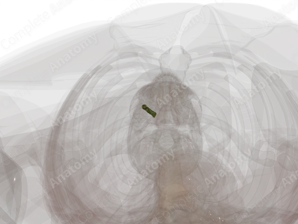 Cystic Duct
