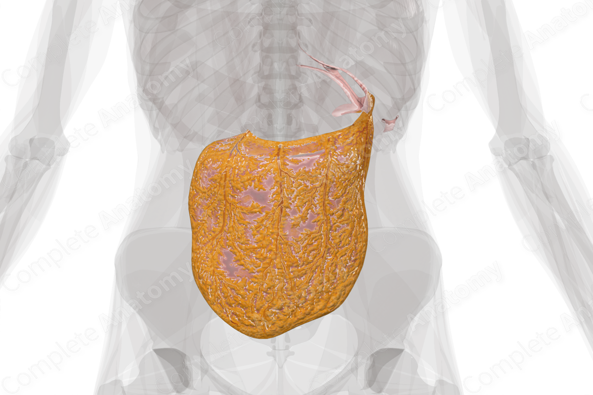 greater-omentum-complete-anatomy