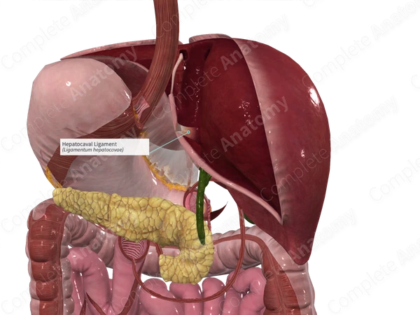 Hepatocaval Ligament