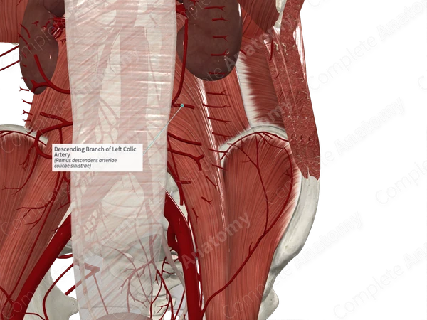 Descending Branch of Left Colic Artery