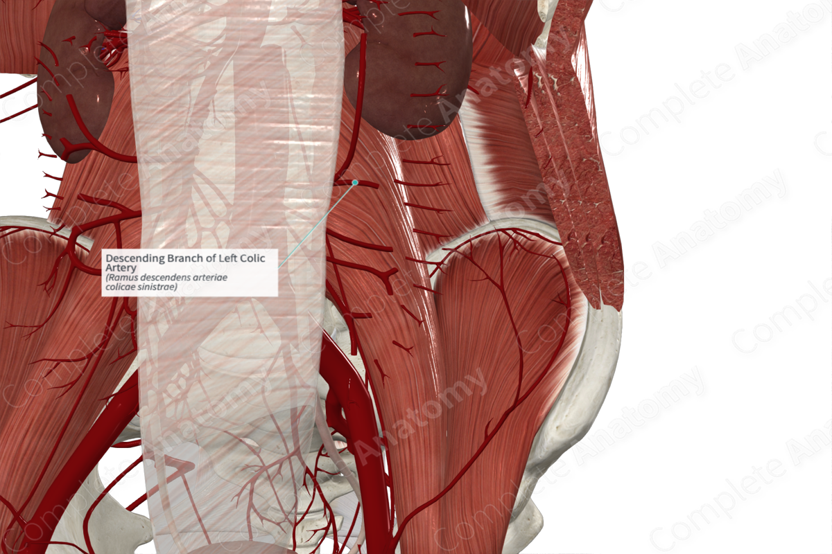 Descending Branch of Left Colic Artery