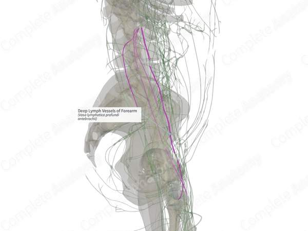 Deep Lymph Vessels of Forearm (Right)