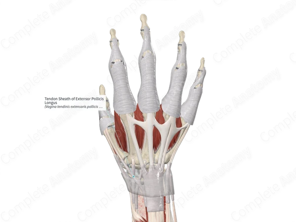 Tendon Sheath of Extensor Pollicis Longus
