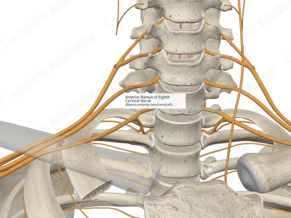 Anterior Ramus of Eighth Cervical Nerve 
