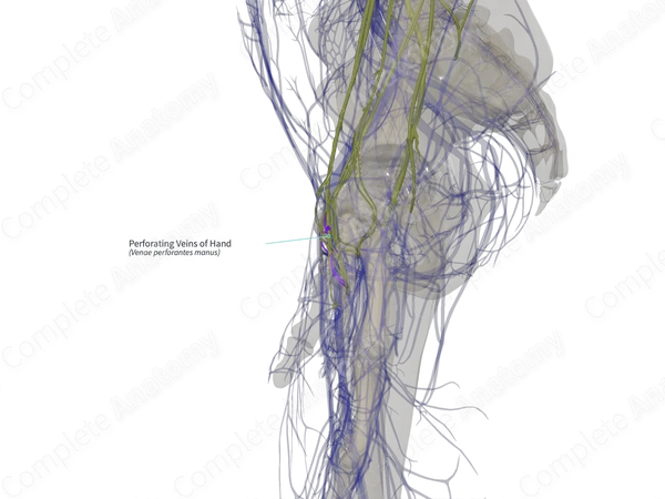 Perforating Veins of Hand (Right)