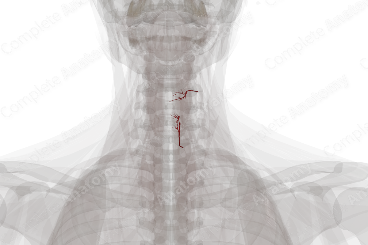 Arteries of Larynx (Left)