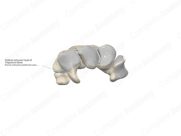 Pisiform Articular Facet of Triquetrum Bone