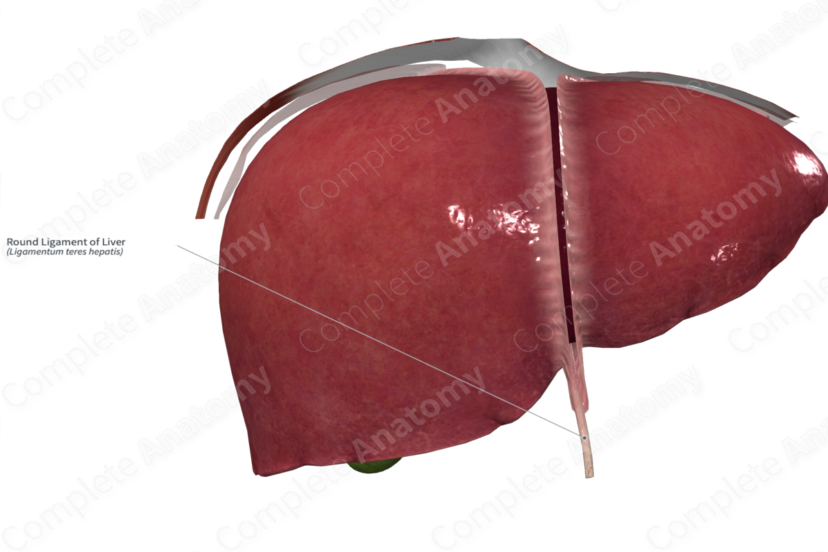 Round Ligament of Liver