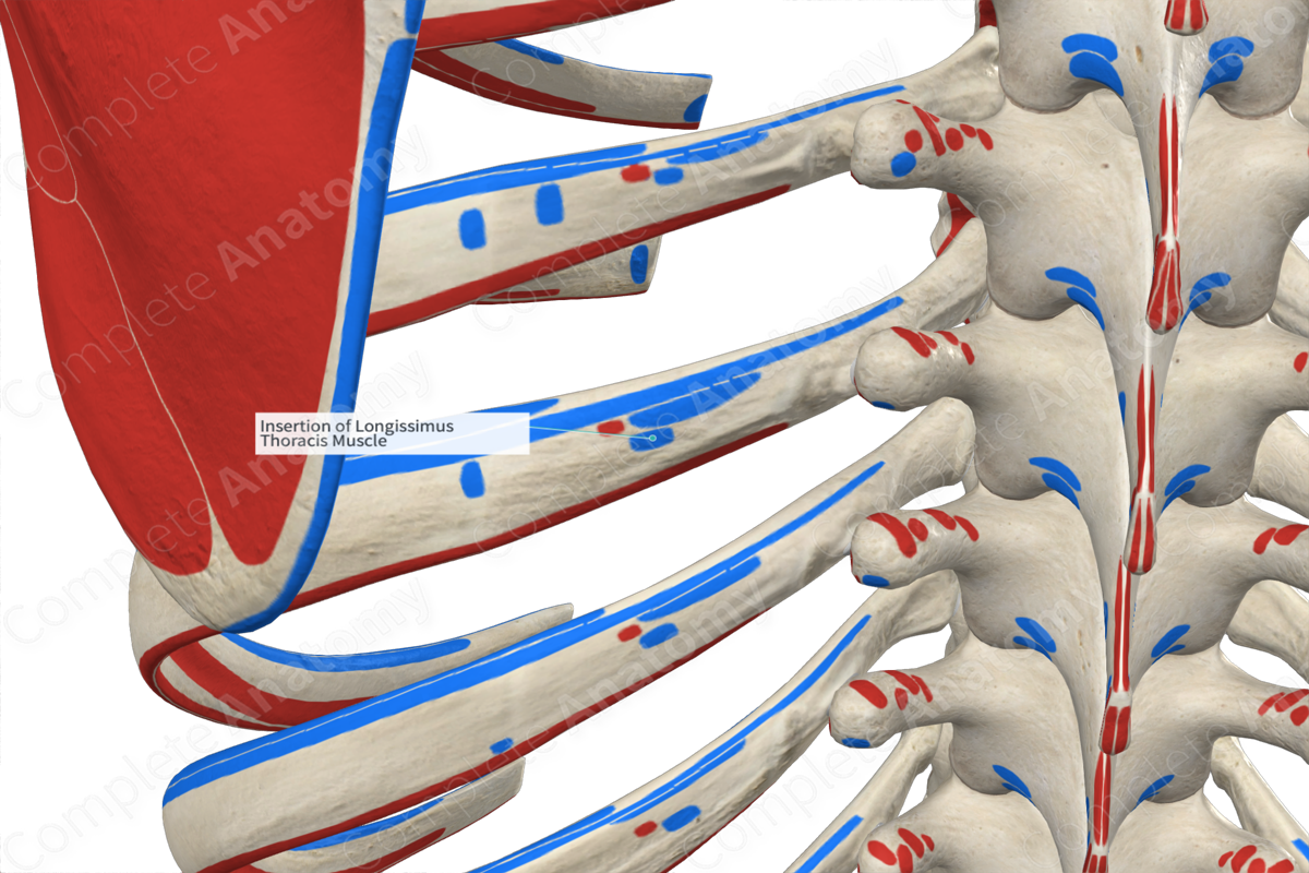 Insertion of Longissimus Thoracis Muscle