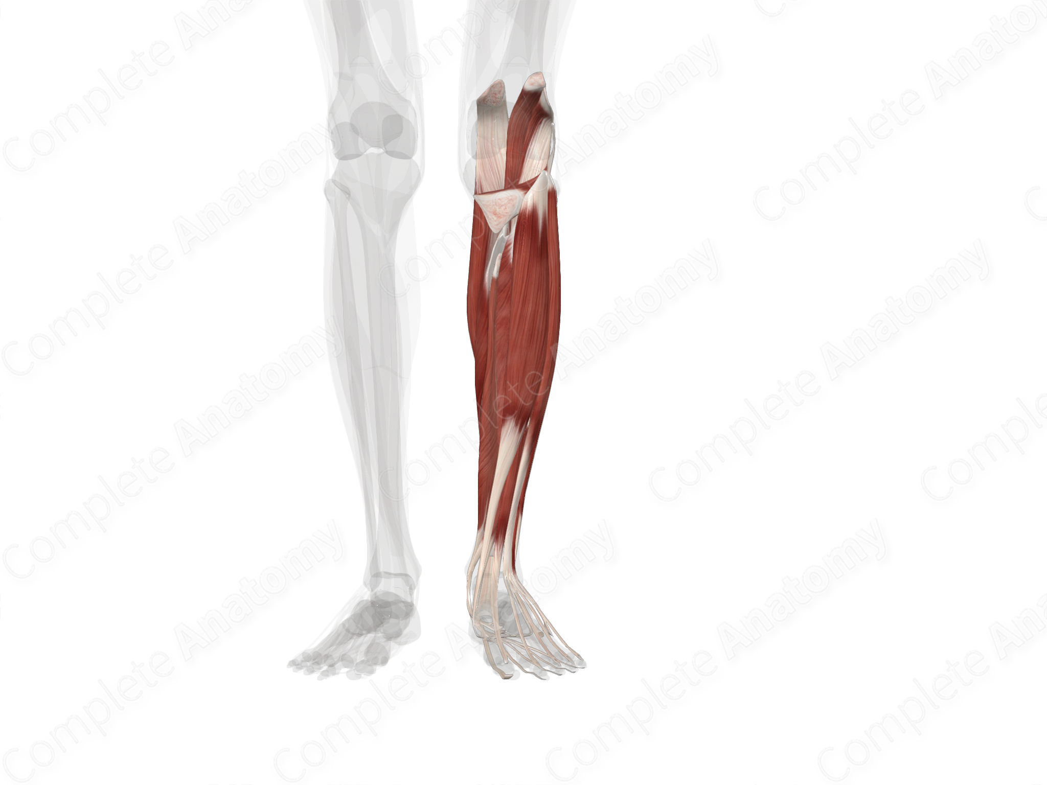 Muscles Of Leg (left) 