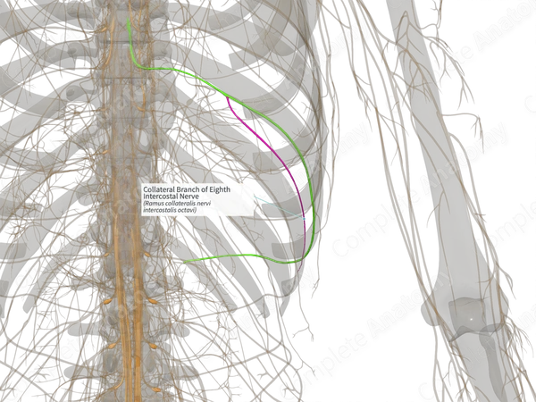 Collateral Branch of Eighth Intercostal Nerve (Right)