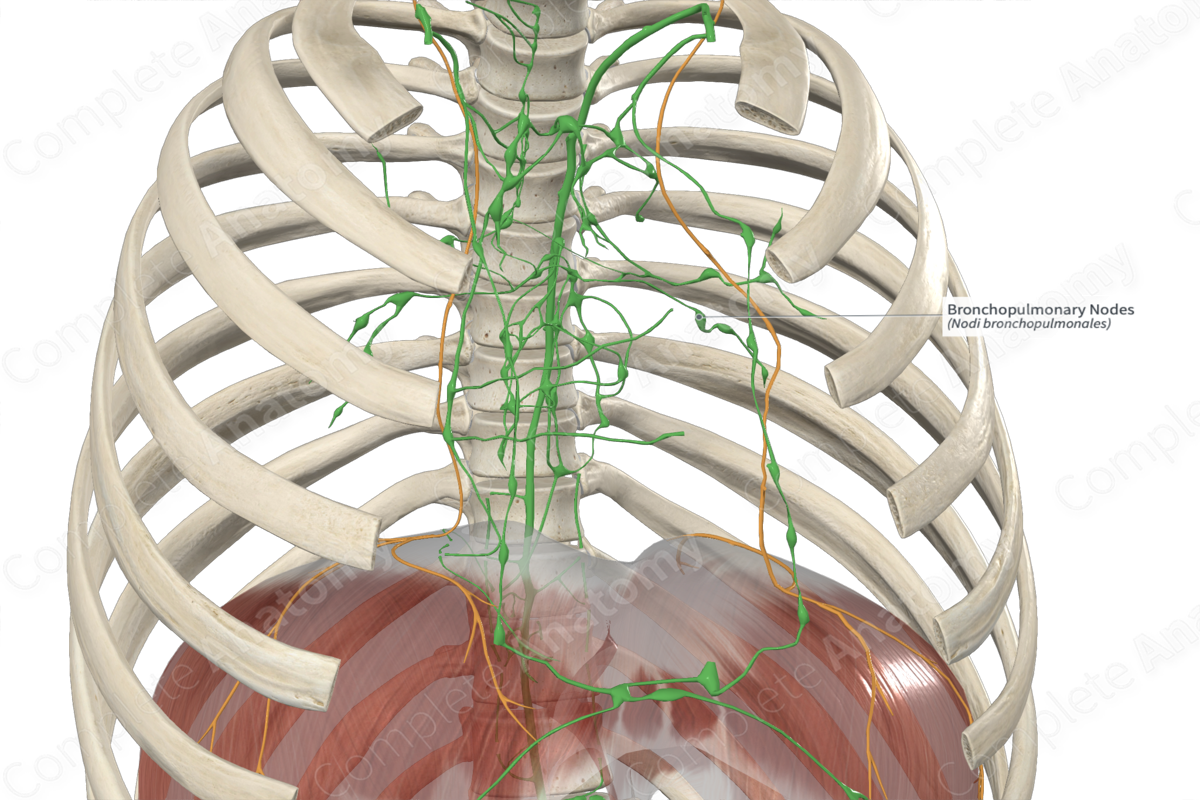 Bronchopulmonary Nodes 