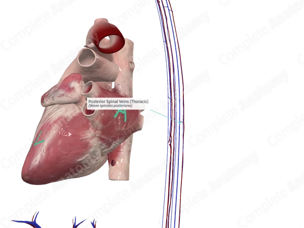 Posterior Spinal Veins (Thoracic)