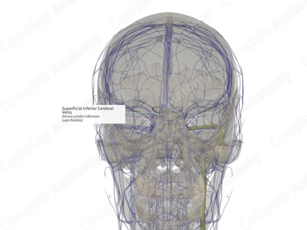 Superficial Inferior Cerebral Veins (Right)