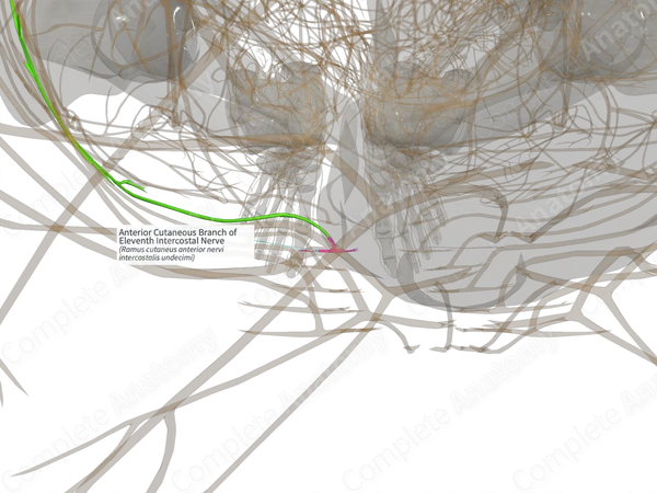 Anterior Cutaneous Branch of Eleventh Intercostal Nerve (Left)