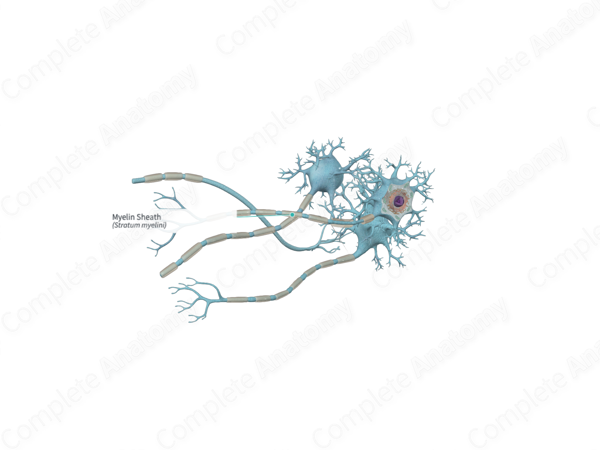 Myelin Sheath | Complete Anatomy