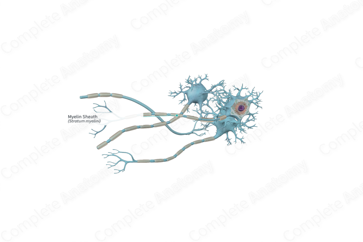 Myelin Sheath