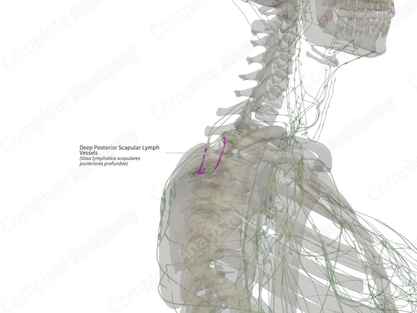 Deep Posterior Scapular Lymph Vessels (Right)