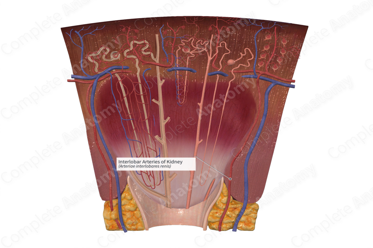 Interlobar Arteries of Kidney