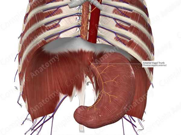 Anterior Vagal Trunk