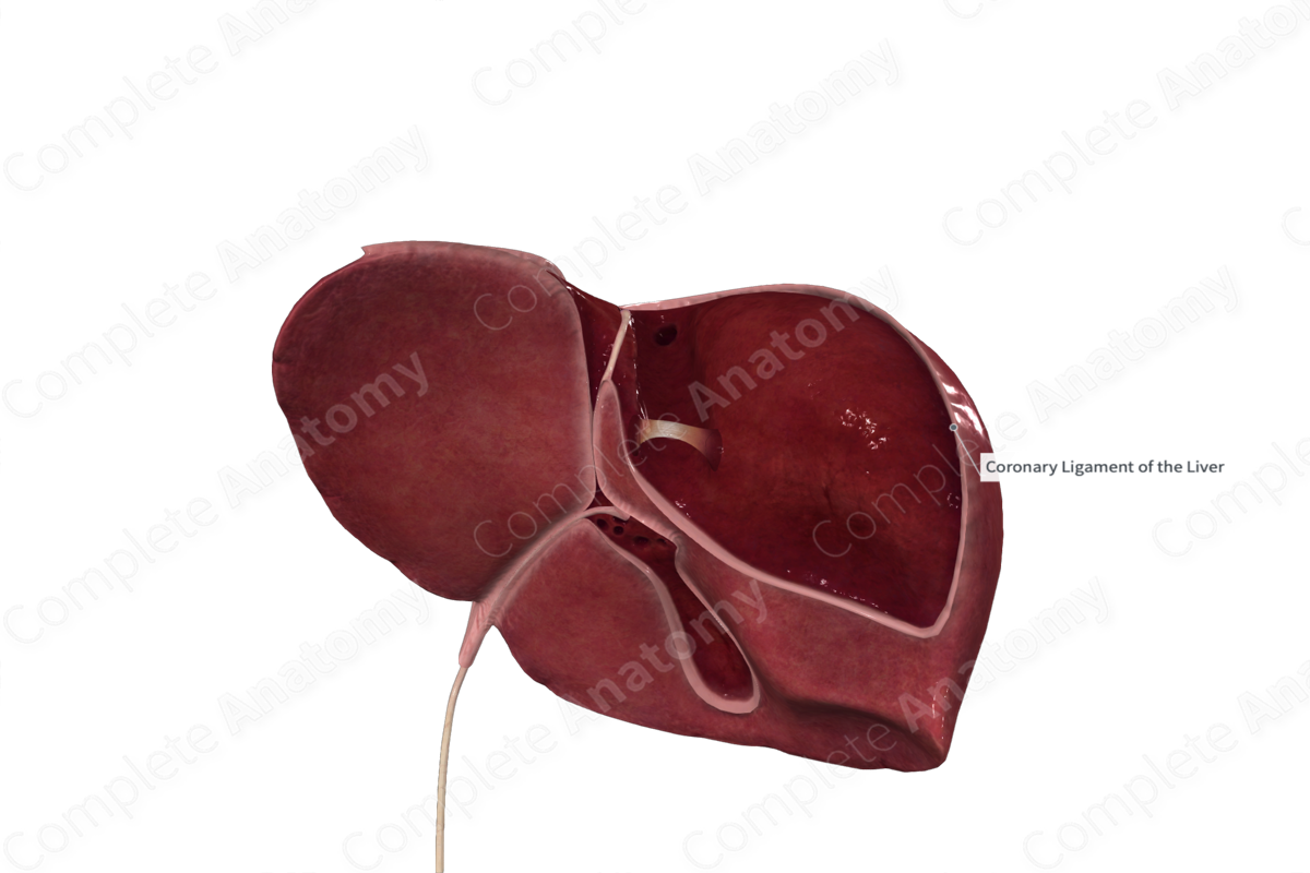 Coronary Ligament
