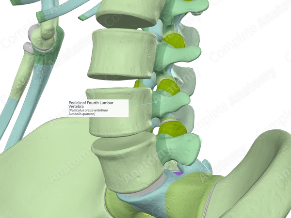 Pedicle of Fourth Lumbar Vertebra (Right)