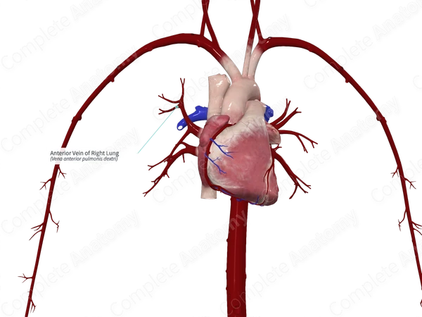 Anterior Vein of Right Lung