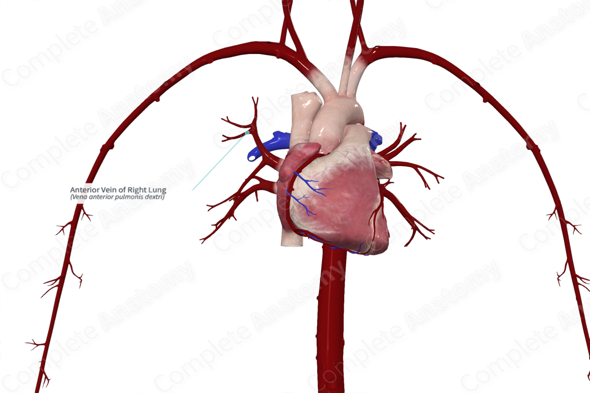 Anterior Vein of Right Lung