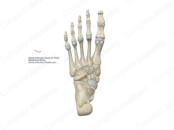 Distal Articular Facet of Third Metatarsal Bone 