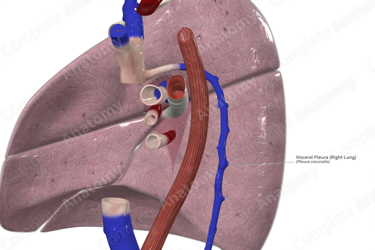 Visceral Pleura (Right Lung) | Complete Anatomy