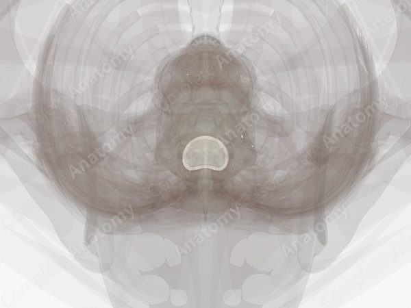 Intervertebral Symphysis (T10-T11)