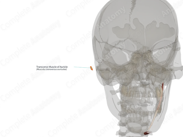 Transverse Muscle of Auricle (Right)