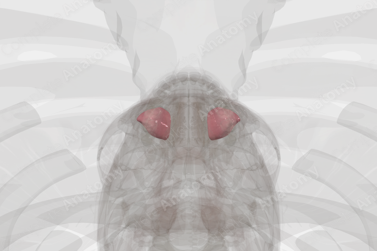 Maxillary Sinus