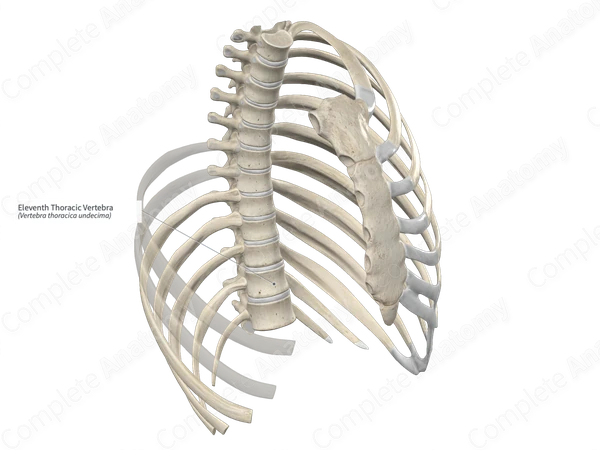 Eleventh Thoracic Vertebra