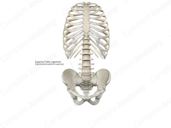 Superior Pubic Ligament