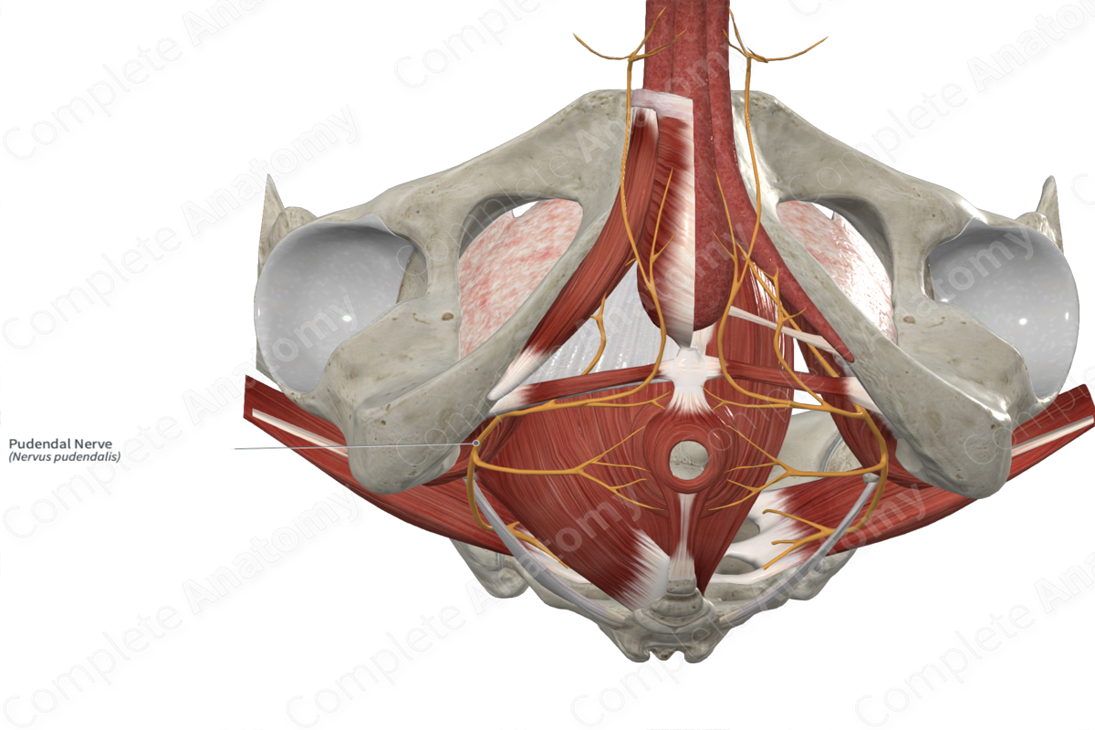 Pudendal Nerve 