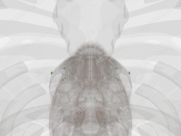 Facial Nodes