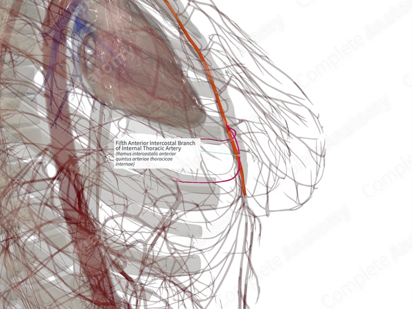 Fifth Anterior Intercostal Branch of Internal Thoracic Artery (Right)