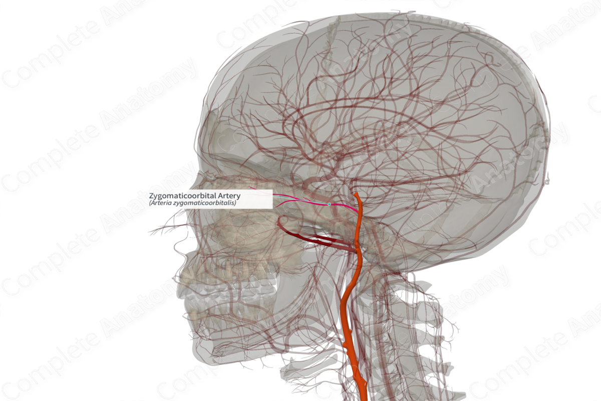 Zygomaticoorbital Artery (Left)