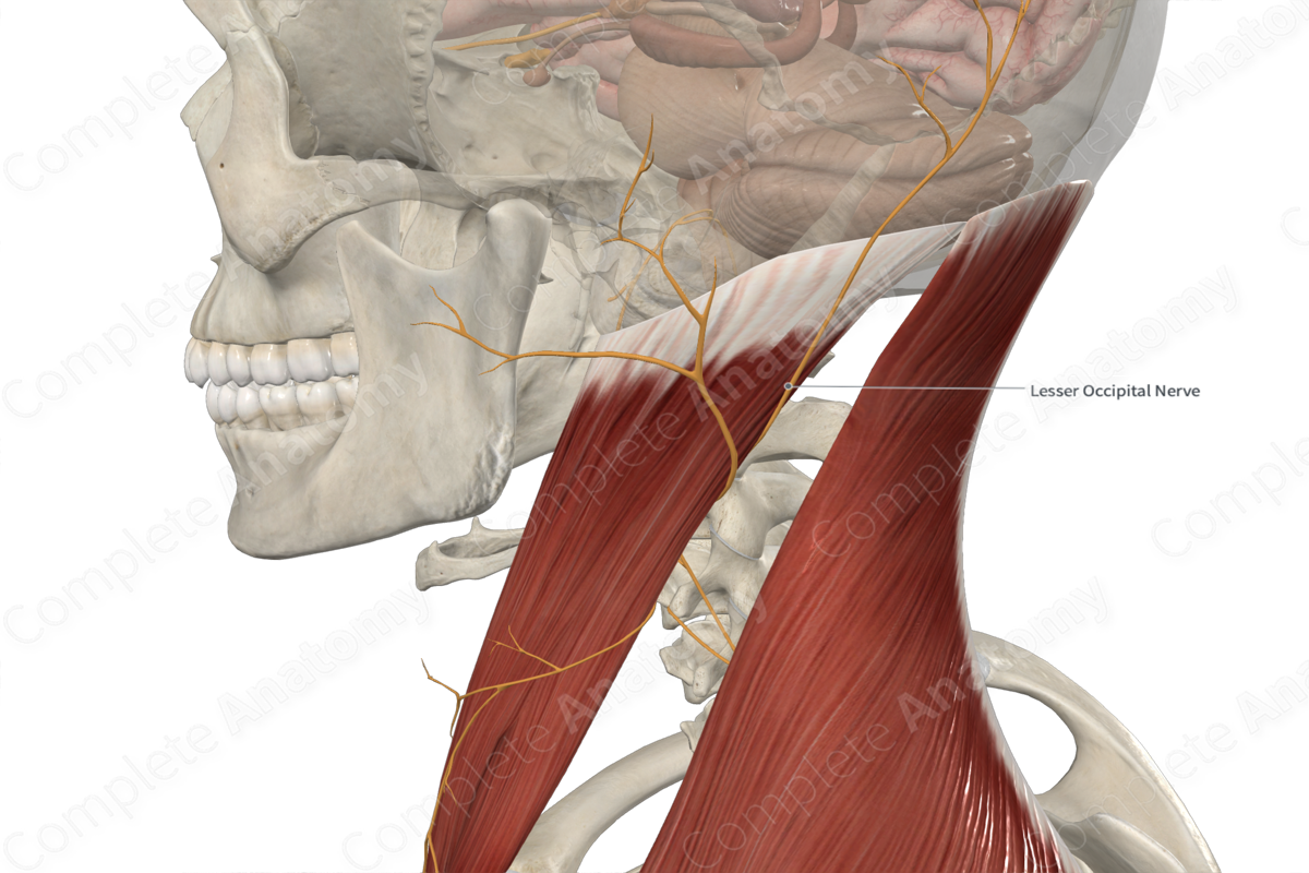 Lesser Occipital Nerve 