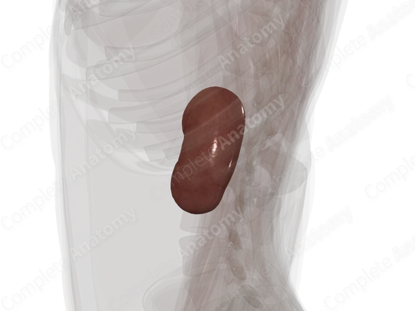 Kidney (Left)