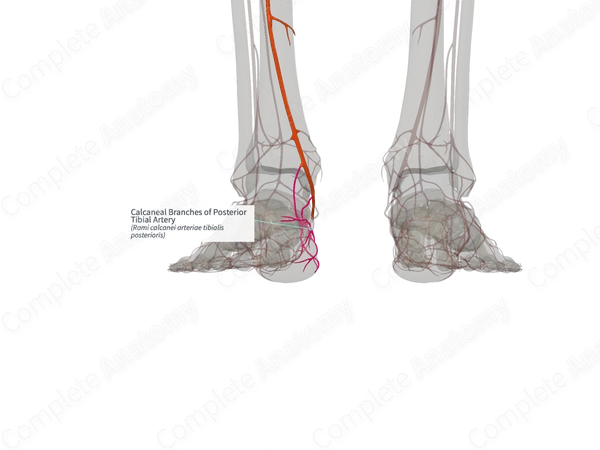 Calcaneal Branches of Posterior Tibial Artery (Right)