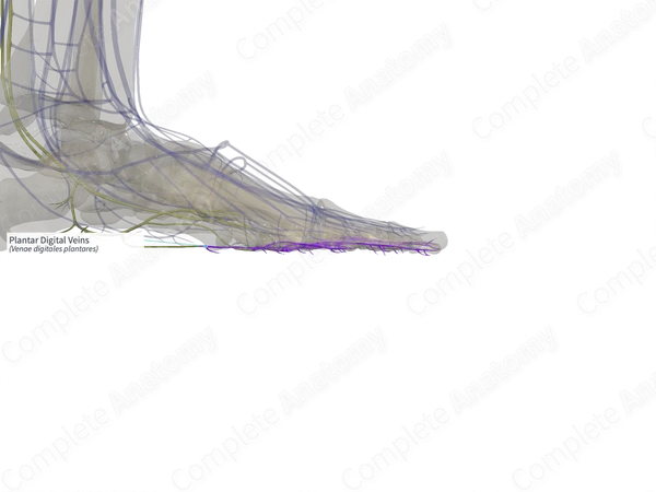 Plantar Digital Veins (Right)