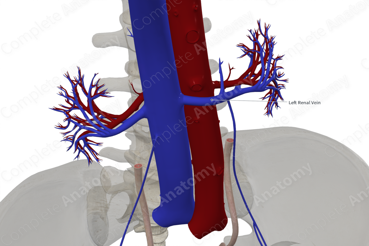 Left Renal Vein | Complete Anatomy