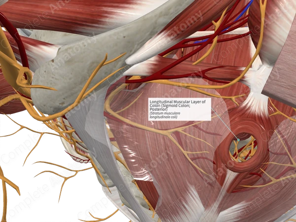 Longitudinal Muscular Layer of Colon (Sigmoid Colon; Posterior)