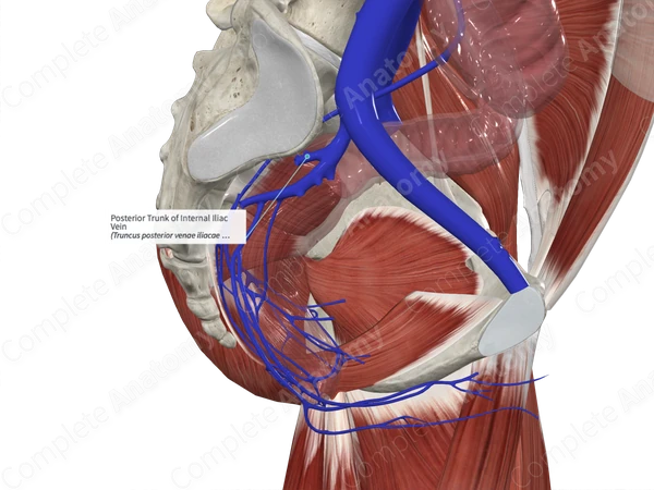 Posterior Trunk of Internal Iliac Vein