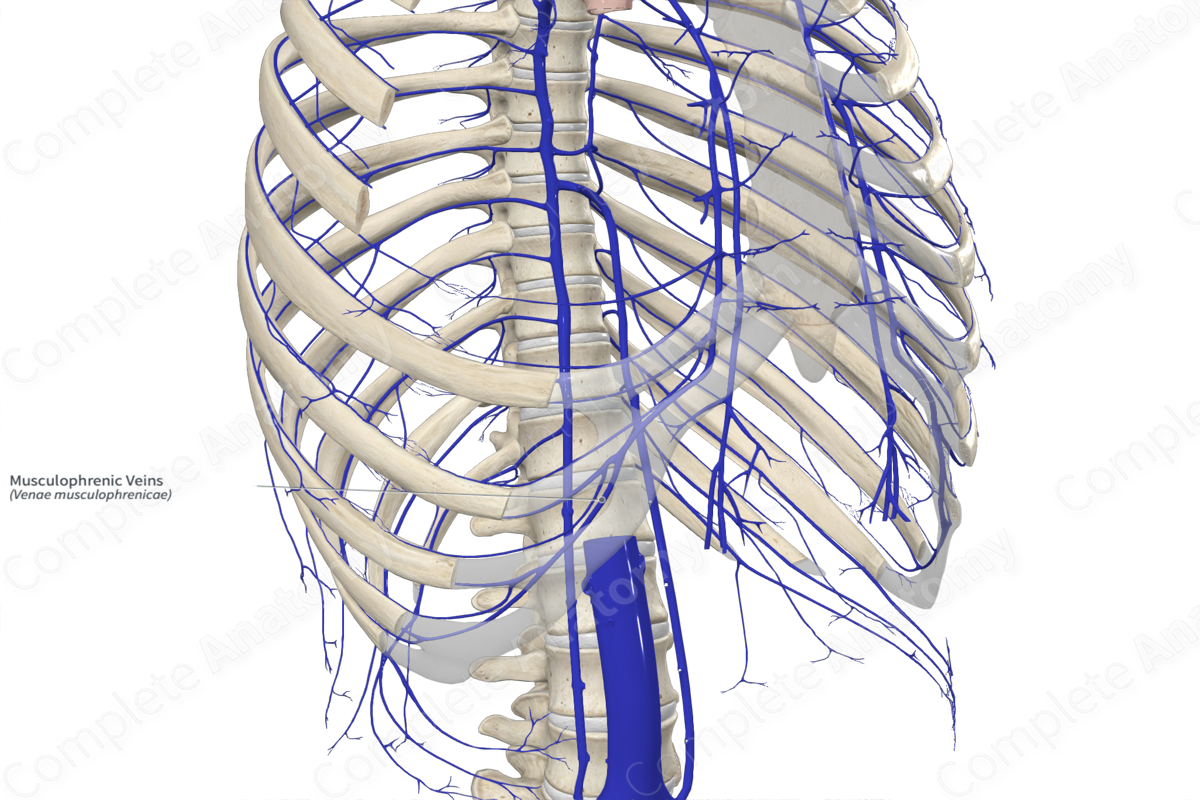 Musculophrenic Veins 