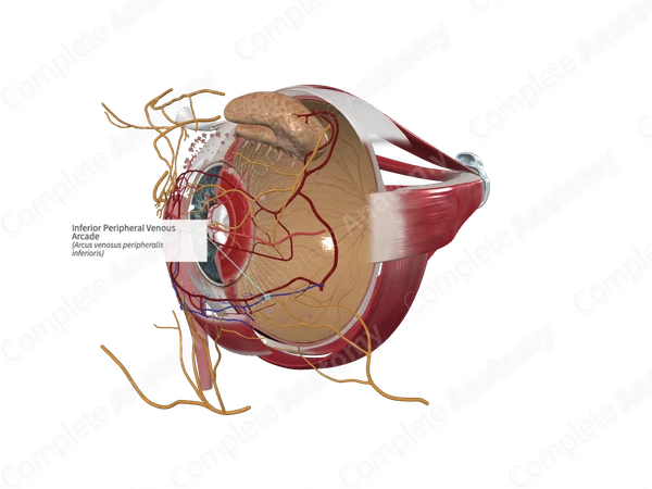 Inferior Peripheral Venous Arcade