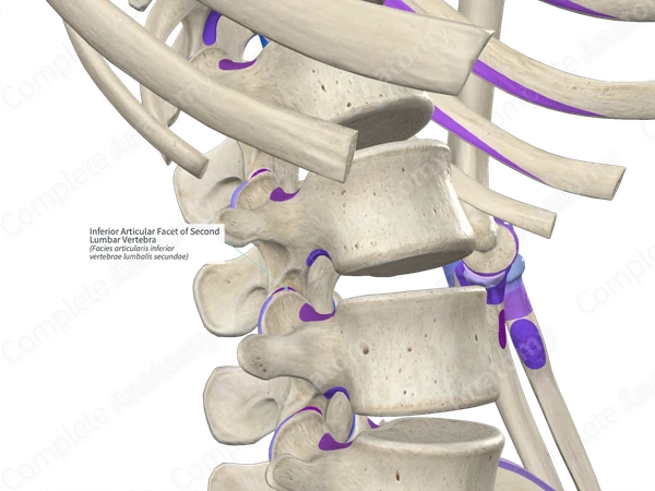 Inferior Articular Facet of Second Lumbar Vertebra (Left)