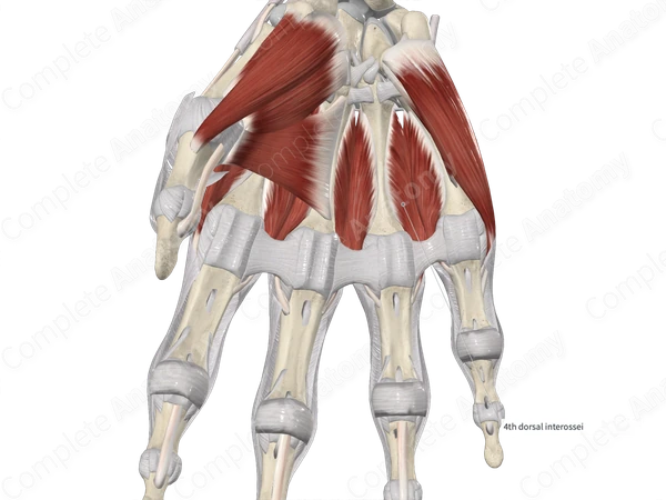 Fourth Dorsal Interosseous Muscle of Hand 